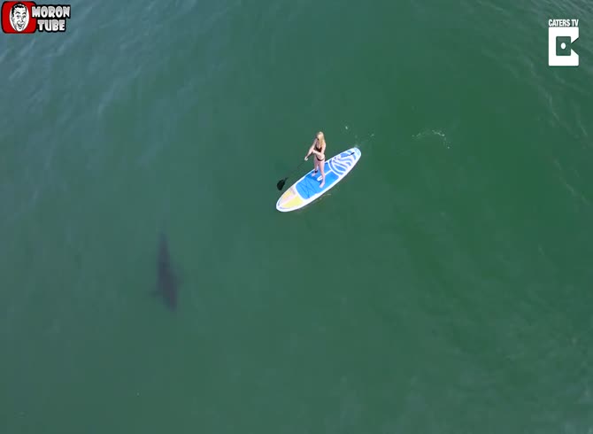 Video :California - Two bikini-clad ladies battle five great white sharks while paddleboarding